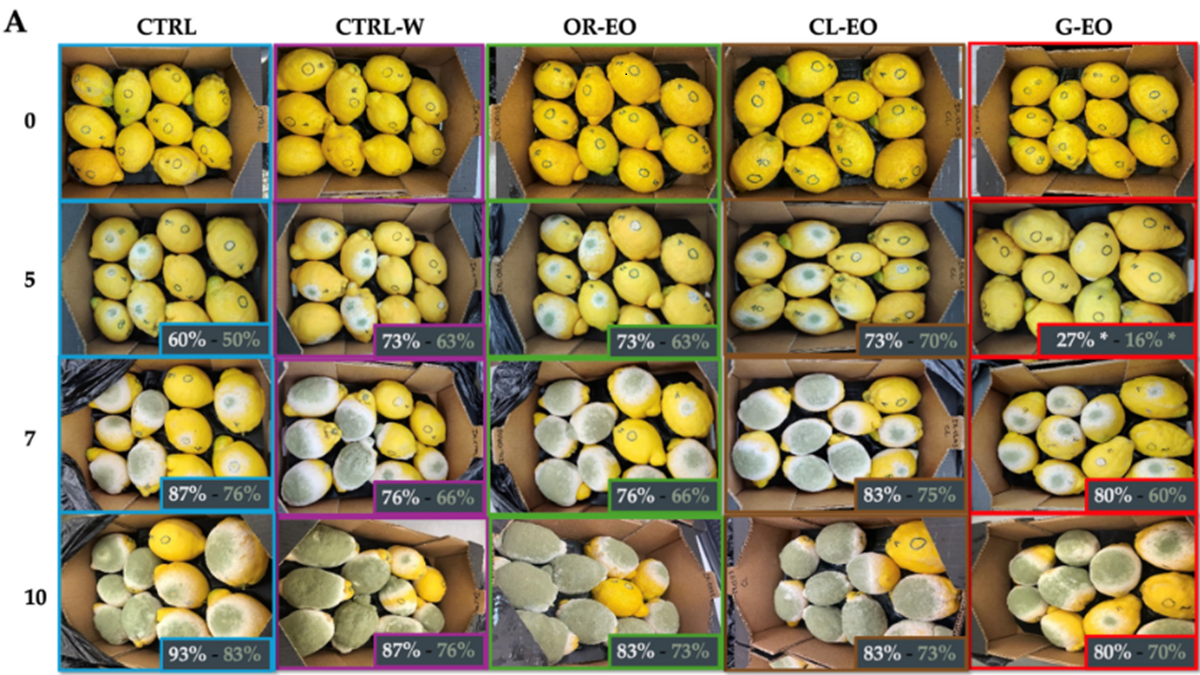 calero limon xar.png